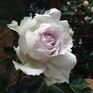 【バラ苗】 ガブリエル 大苗 木立バラ 【河本バラ園】 四季咲き 白色 強香 バラ 苗 薔薇 バラ苗木