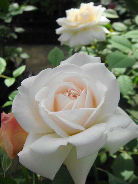 【バラ苗】 グルスアンアーヘン 大苗 木立バラ 四季咲き ピンク バラ 苗 薔薇 バラ苗木 np