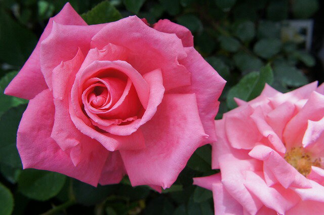 【バラ苗】 芳純 大苗 木立バラ 四季咲き ピンク 強香 薔薇 バラ苗木 np 【予約販売・2...