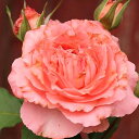 【バラ苗】 コラーユジュレ (大輪SCL) (河本バラ園) 大苗 6号ポット 四季咲き ピンク バラ 苗 薔薇 【予約販売・2017年12月中旬から翌年1月中旬頃に順次発送予定】