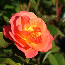 【バラ苗】 プリンセスミチコ 大苗 木立バラ 四季咲き オレンジ色 強健 バラ 苗 薔薇 np 【予約販売・2017年12月中旬から翌年1月中旬頃に順次発送予定】