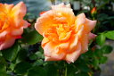 【秋のSALE 30%OFF】 【バラ苗】 ラジオ 大苗 木立バラ 四季咲き オレンジ色 強健 薔薇 バラ苗木 np
