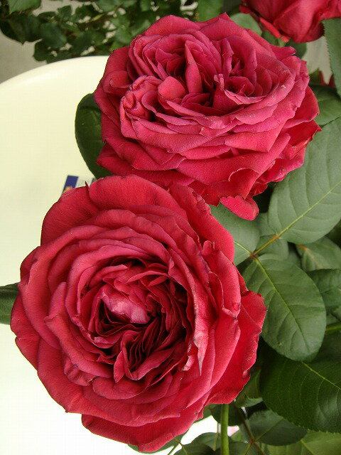 【バラ苗】 ローズデキャトルヴァン （大輪 デルバール ) (Del) 国産苗 大苗 6号ポッ...