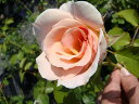 【バラ苗】 ロココ （大輪CL) 国産苗 大苗 6号ポット ピンク バラ 苗 つるバラ ツルバラ つるばら 薔薇