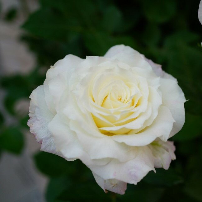 【バラ苗】 セラフィム (河本バラ園) 【国産苗】 大苗 6号ポット 四季咲き ピンク ハイブ...