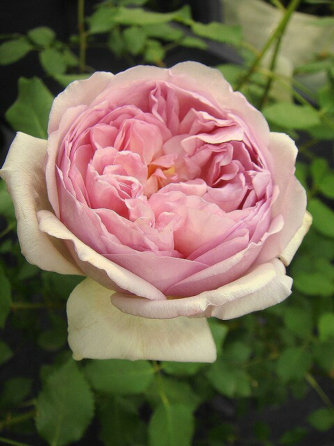 【バラ苗】 トットちゃん （大輪） （河本バラ園) 国産苗 大苗 6号ポット 四季咲き ピンク...