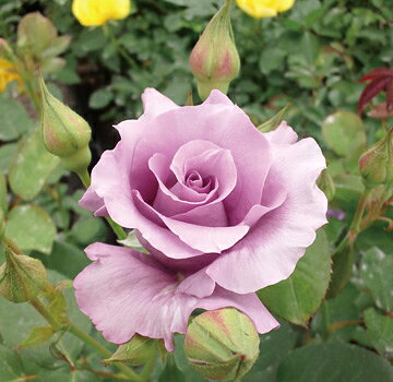 バラの図鑑 花ひろばオンライン バラの図鑑 花ひろばオンライン