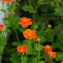 ゲウム 【ボリシー】 3号ポット苗