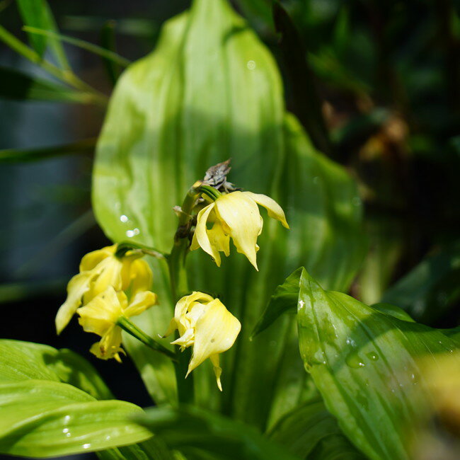 山野草 エビネ 苗 【 キエビネ （ 黄海老根 ） 】 宿根草 苗 多年草 耐寒性 日陰