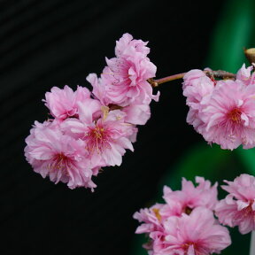 食べられる枝垂れ花桃 【ひなのたき】 1年生接ぎ木苗 登録品種・品種登録