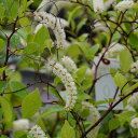 コバノズイナ 【ヘンリーズガーネット】 ポット苗