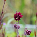 アクイレギア 【ルビーポート】 ポット苗