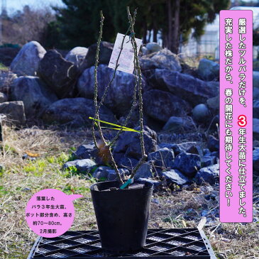 【バラ苗】 ナエマ 3年生大苗 デルバール (Del) 四季咲き ピンク 強香 強健 【予約販売9〜10月頃入荷予定】