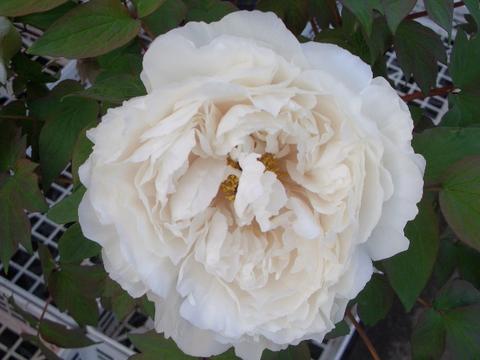 【貴婦人】 (白色) 牡丹 2年生 6号スリット鉢植え