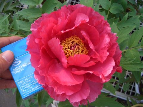 【新日月錦(シンジツゲツニシキ) 】(紅桃色) 牡丹 2年生 6号スリット鉢植え