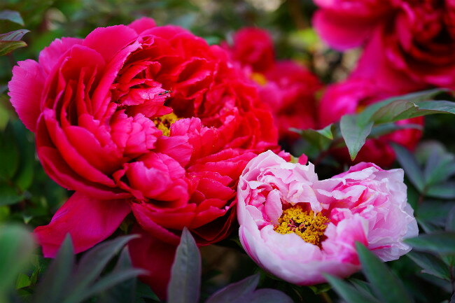 【島錦】 (絞り系) 牡丹 2年生 6号スリット鉢植え