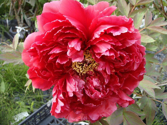 【太陽】 (濃紅色) 牡丹 2年生 6号スリット鉢植え