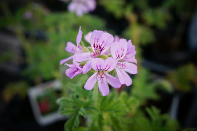 虫除け効果のある植物おすすめ7選 虫除けになる育てやすい植物をご紹介 Kurashi No