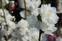 ハナモモ 照手桃(白花) 照手白 2年生 接ぎ木 ポット苗 庭木 落葉樹 シンボルツリー 【観賞花木】