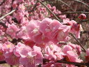 人気の高いしだれ梅の花枝垂れ梅（シダレウメ）ピンク 1年生接木苗。 庭木 落葉樹 シンボルツリー