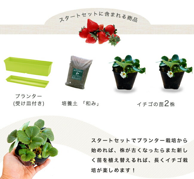 ■店長イチオシ■いちご 苗 栽培スタートセット とよのか ( 豊の香 )2株と培養土、プランターのセット