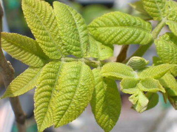 ■限定販売■ クルミ 苗木 鬼胡桃 ( オニグルミ ) 2年生実生苗 ルートポーチ植え くるみ 果樹苗木 果樹苗