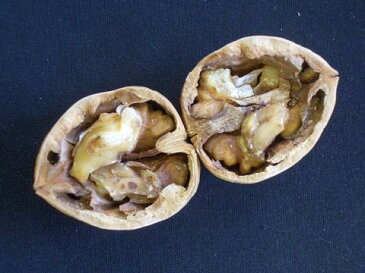 ■限定販売■ クルミ 苗木 鬼胡桃 ( オニグルミ ) 2年生実生苗 ルートポーチ植え くるみ 果樹苗木 果樹苗