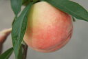 桃 苗木 紅清水白桃 ( べにしみずはくとう ) 1年生 接...