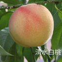 桃 苗木 【清水白桃】 2年生接木苗 ロングスリット鉢植え ■限定販売■ 【予約販売】10~11月頃入荷予定