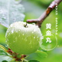 ひめ姫りんご 苗木 【黄金丸 (こがねまる)】 2年生接木苗 【観賞花木】