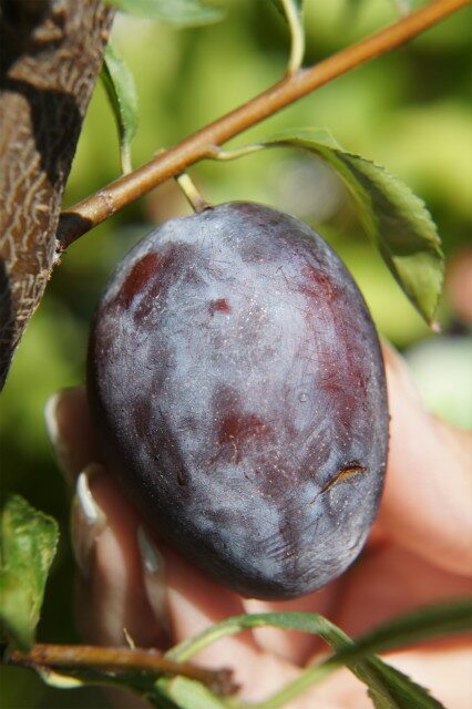 甘くて美味しい果実をつけるプルーンの木の育て方を解説 害虫対策の注意点も 暮らし の