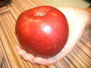 リンゴ “YD紅玉” 1年生 接ぎ木 苗 果樹苗木 果樹苗