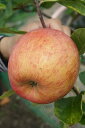 リンゴ “選抜津軽リンゴ” 1年生 接ぎ木 苗 果樹苗木 果樹苗