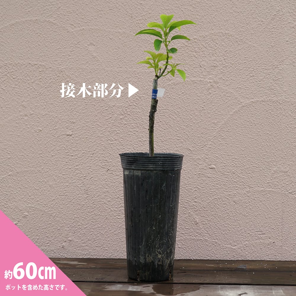 【スチュワート種】 アボカド Aタイプ 1年生 接木 苗木のサムネイル