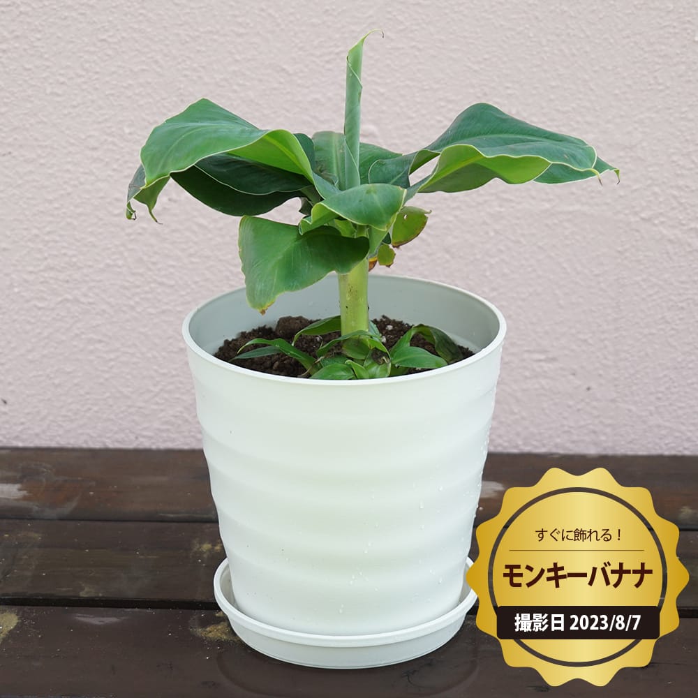 観葉植物に！バナナの木 【モンキーバナナ】 フレグラーポット大苗 鉢植え 受け皿付き 沖縄県産 熱帯果樹 贈り物