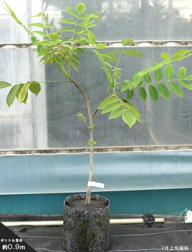 ■限定販売■ クルミ 苗木 鬼胡桃 ( オニグルミ ) 2年生実生苗 ルートポーチ植え くるみ 果樹苗木 果樹苗