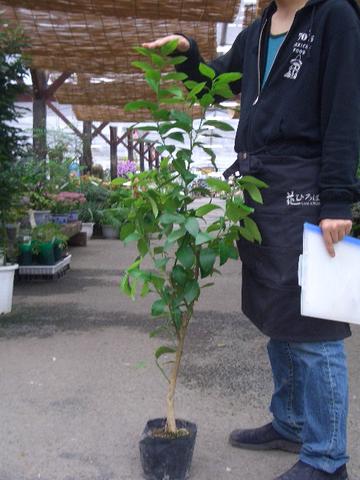 まるかじりOK！家庭で作ったレモンは安心 　リスボンレモン2年生接木苗