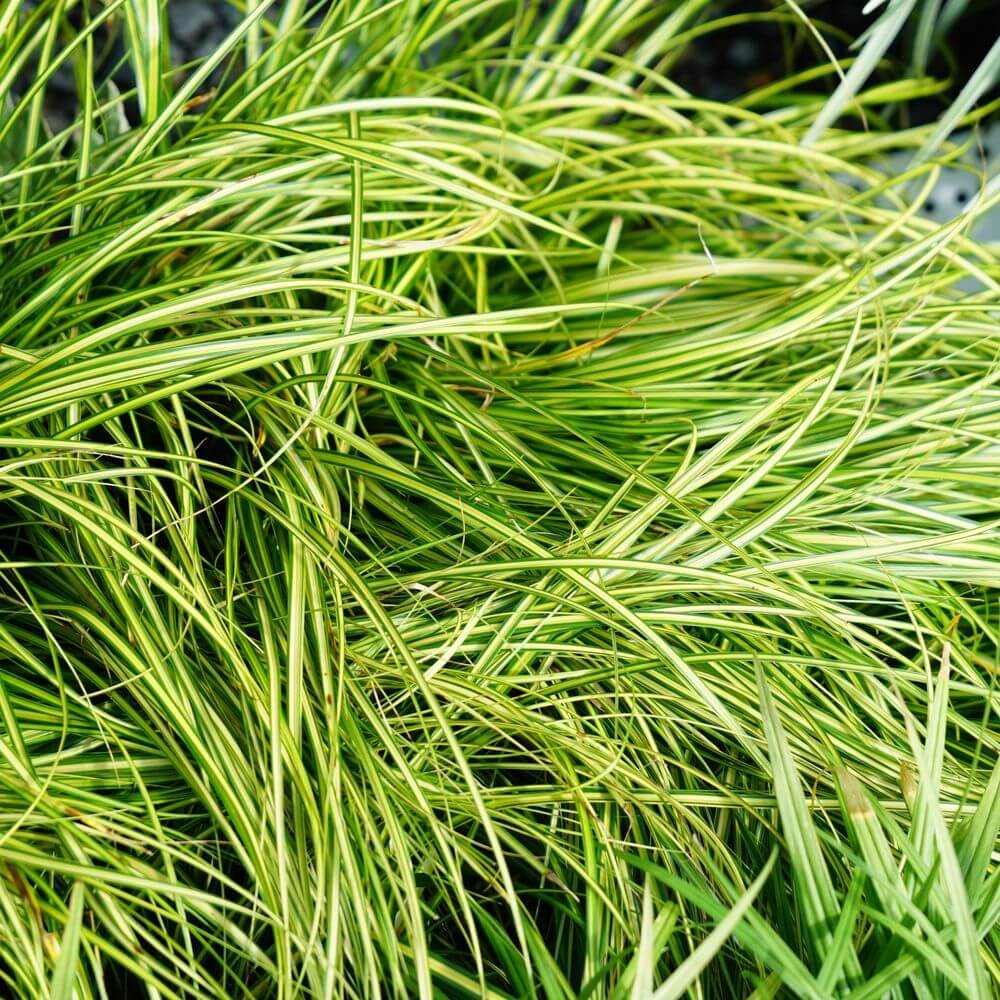 カレックス 【エバーシーン】 5号ポット大苗 登録品種・品種登録