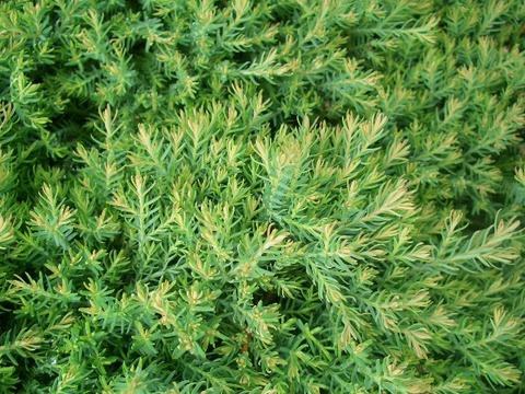 新しい品種！爽やかなライムグリーンの葉コニファー“エレガンススフィア”5号ポット苗