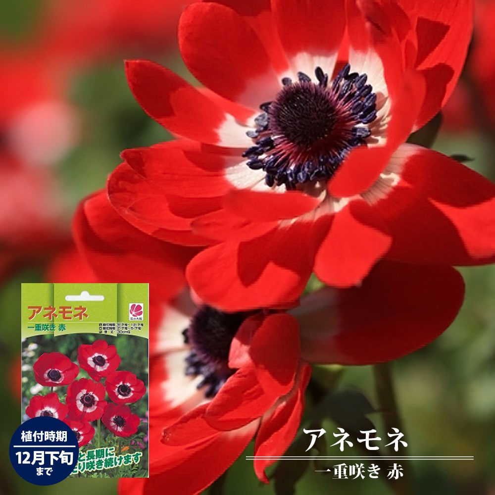 【アネモネ】 一重咲き 赤 （25ml） 球根 （植え付け時期12月下旬まで）のサムネイル