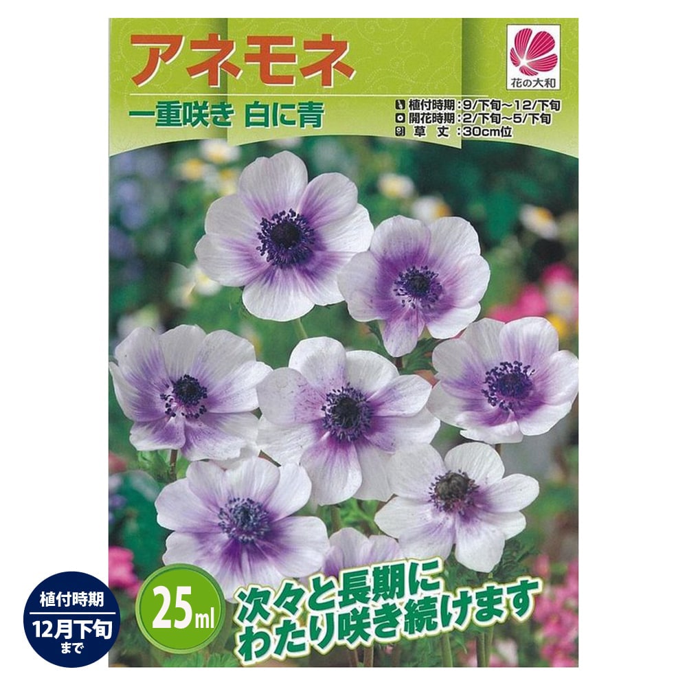 【アネモネ】 一重咲き 白に青 （25ml） 球根 （植え付け時期12月下旬まで） 【予約販売】8月頃発送予..