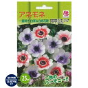 【アネモネ】 一重咲き 白青&白赤 (25ml) 球根 (植え付け時期12月下旬まで)