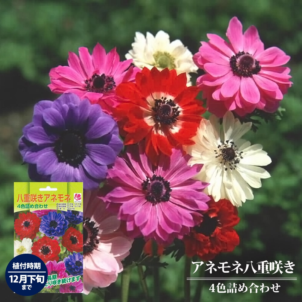 【アネモネ】 八重咲き混合 （50ml） 球根 （植え付け時期12月下旬まで）のサムネイル