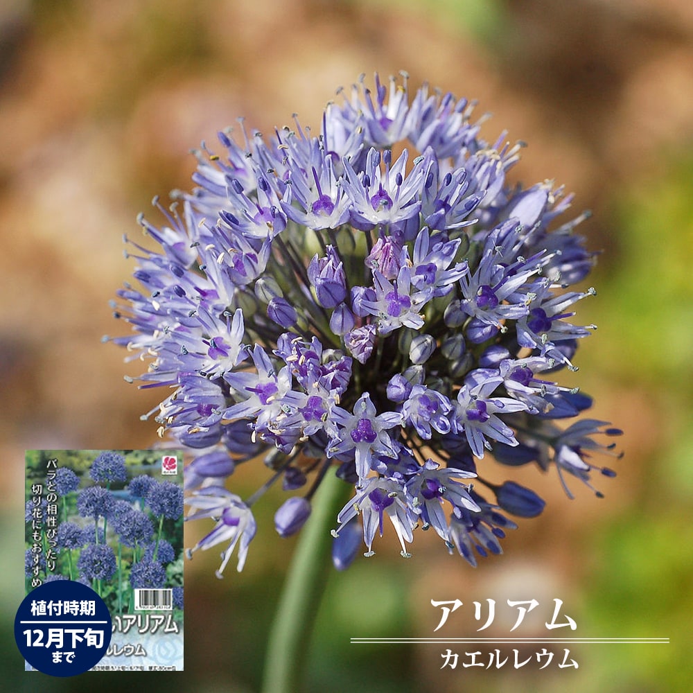 アリアム 【カエルレウム】 球根 オランダ産 （10球入） （植え付け時期12月下旬まで）のサムネイル