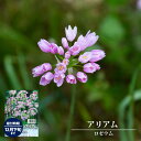 9月3日20時からのセール対象商品 アリアム 【ロゼウム】 球根 オランダ産 (10球入) (植え付け時期12月下旬まで) 【予約販売】10月中旬頃入荷予定