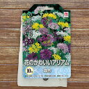 【球根】 アリアム 混合 【10球入】 (植え付け時期12月下旬まで) 【予約販売】9月下旬以降入荷予定
