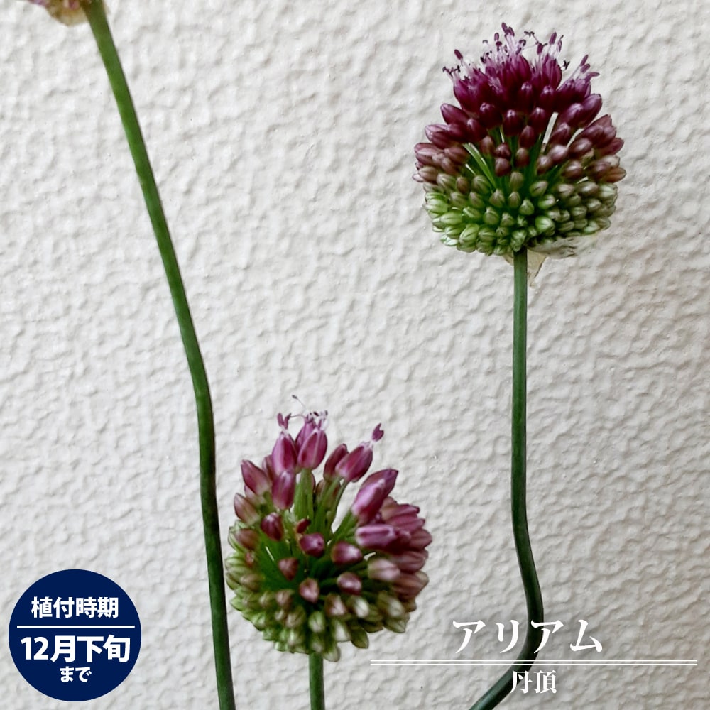 【球根】 アリアム 丹頂 【12球入】 （植え付け時期12月下旬まで）のサムネイル