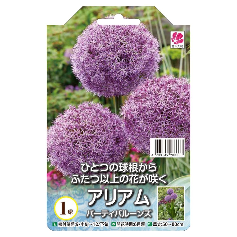 【球根】 アリアム パーティバルーンズ 【1球入】 （植え付け時期12月下旬まで） 【予約販売】8月頃発送予定。