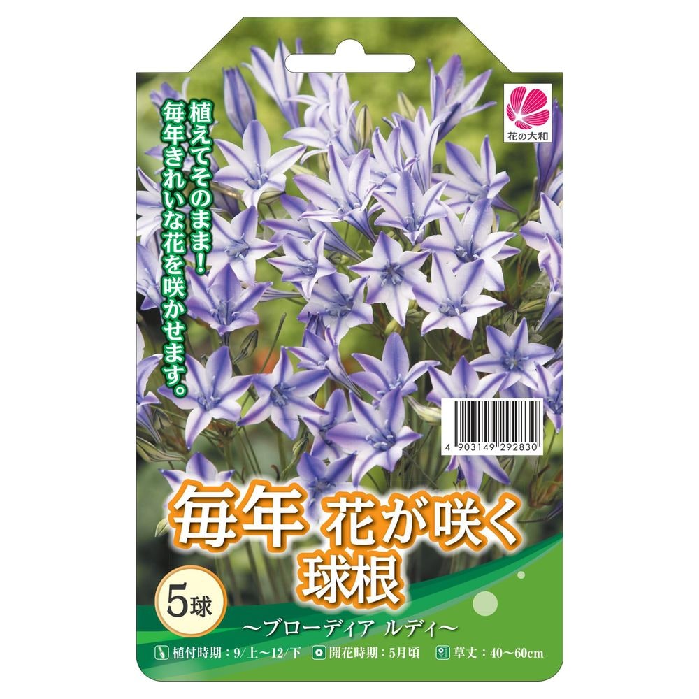 【球根】 ブローディア ルディ 【5球入】 （植え付け時期12月下旬まで）