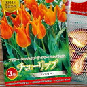 チューリップ 【バレリーナ】 球根 (3球入り) (植え付け時期12月下旬まで) 【予約販売】10月中旬頃入荷予定